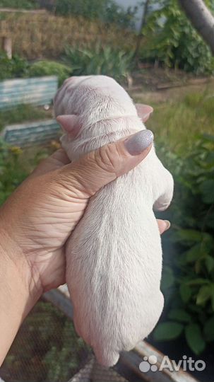 Американский булли мальчики и девочки