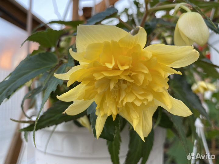 Бегония Беллекония