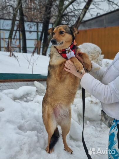 Подарите собаке дом