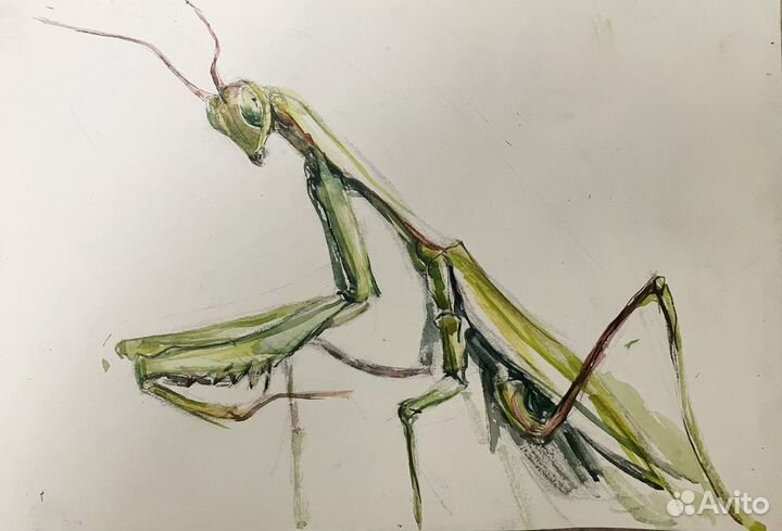 Картина акварелью богомол