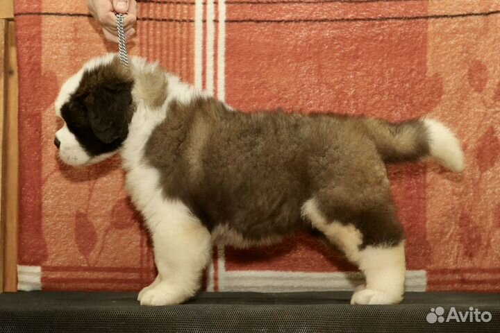 Собака, Сенбернар, Щенок, Большой добряк, Бетховен