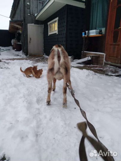 Нубийский козел вязка