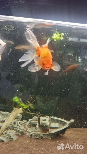 Золотые рыбки