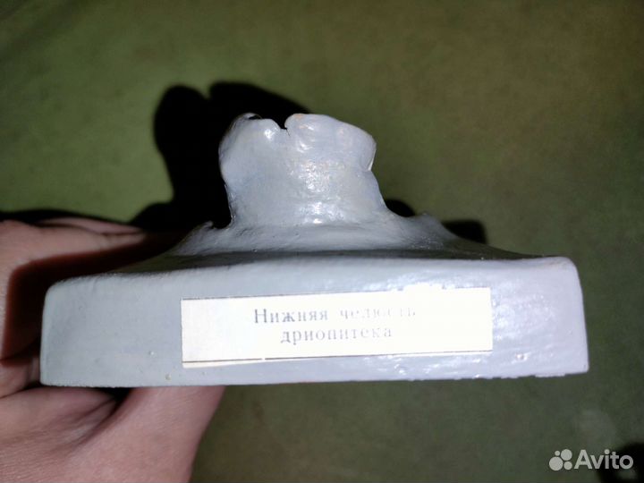 Челюсть макет