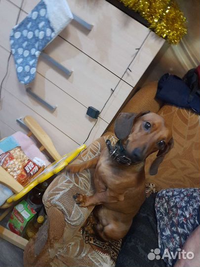 Вязка кобель такса