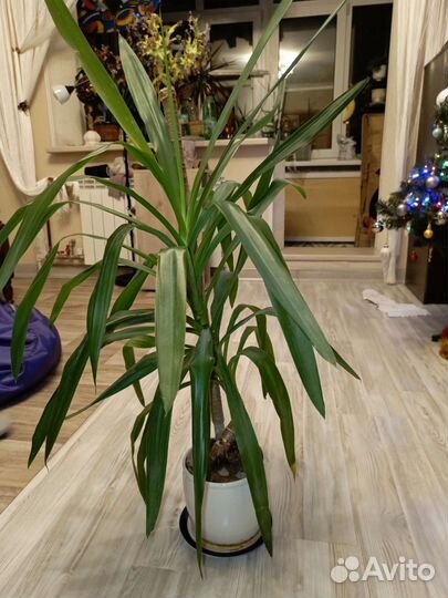 Пальма юкка