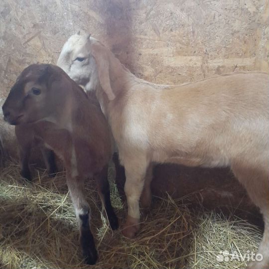 Козье молоко