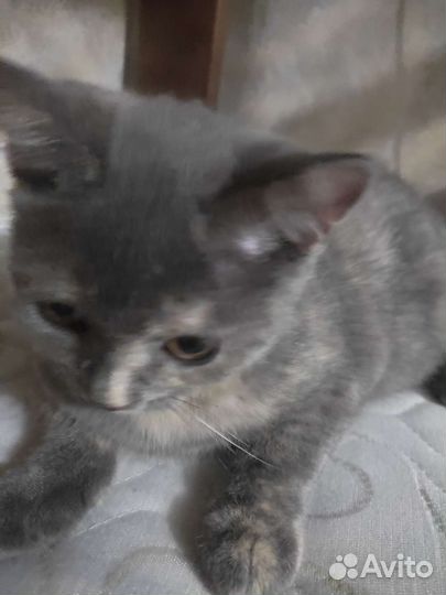 Отдаем котенка в добрые руки
