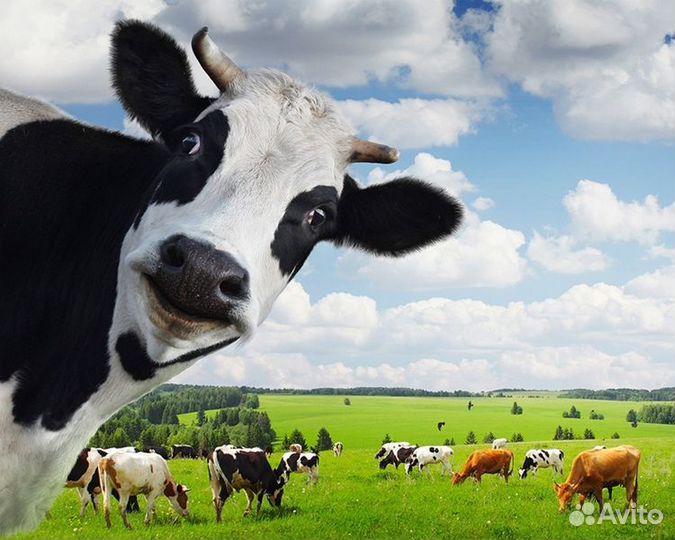 Стадо коров