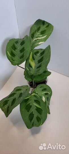 Калатеи, маранты, алоказии