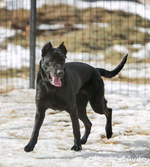 Собака в добрые руки отдам бесплатно