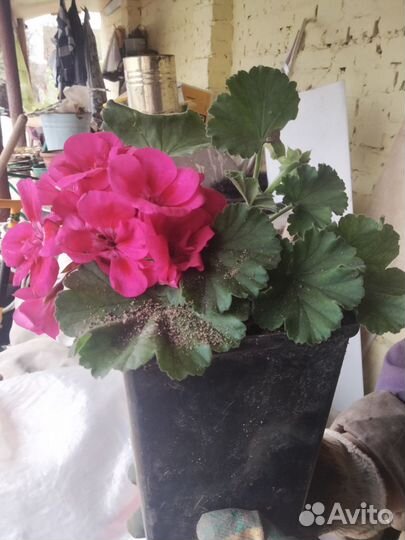 Герань пеларгония малиновая