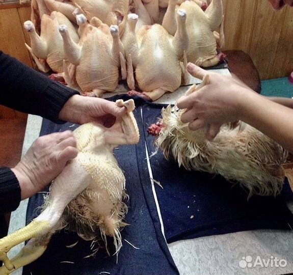 Мясо бройлера