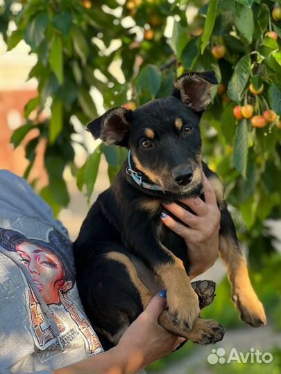 Чита 4 мес 25 см в холке