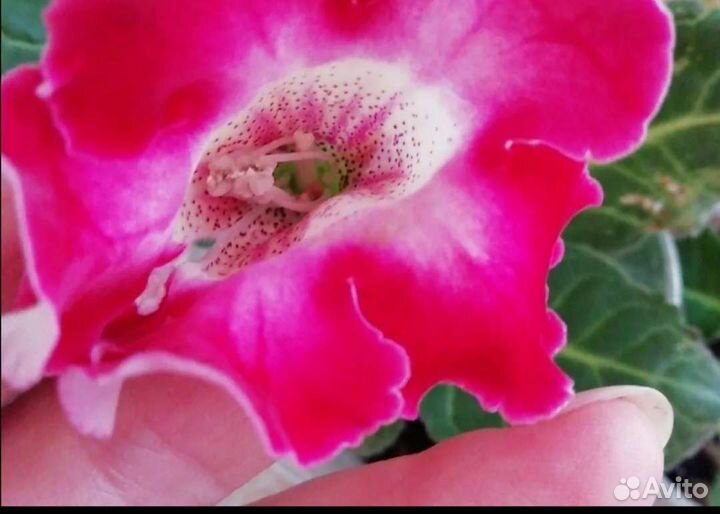 Глоксинии сортовые