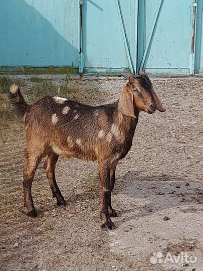 Козлик нубийский