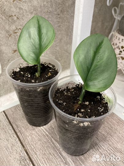 Эпипремнумы, Сциндапсусы