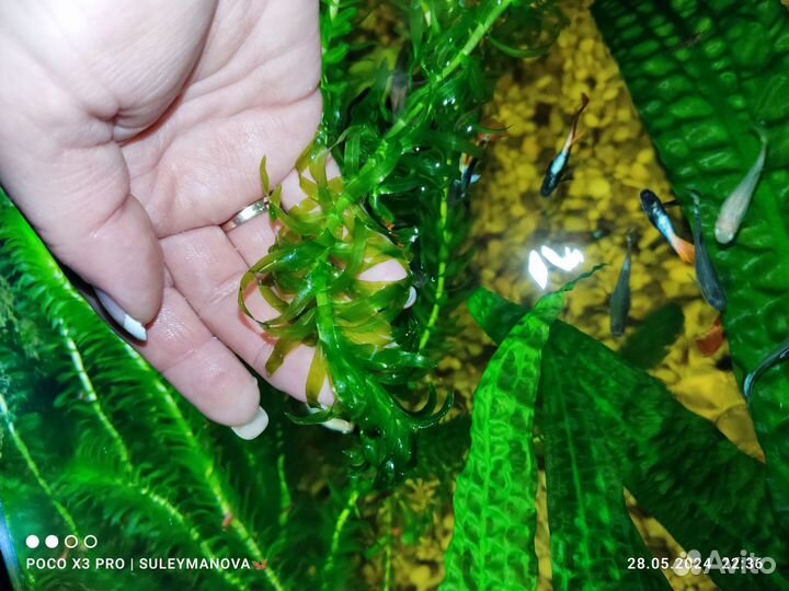 Гуппи самцы