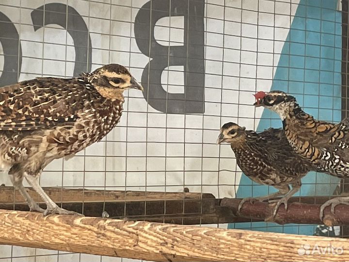 Королевский фазн