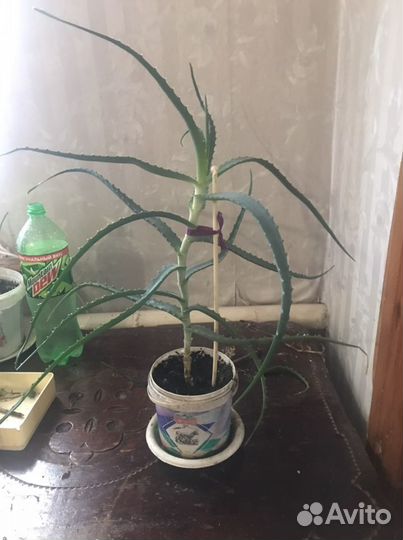 Алоэ столетник