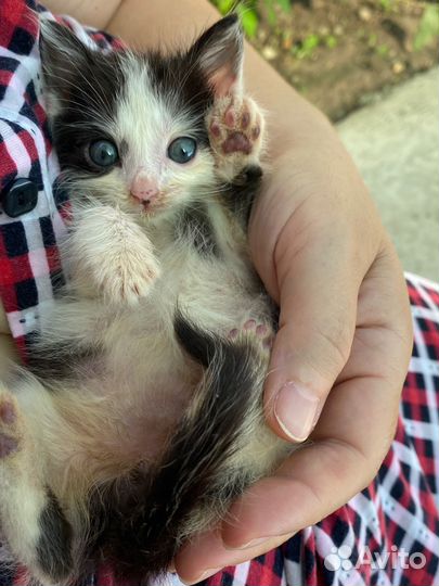 Кошка в дар бесплатно