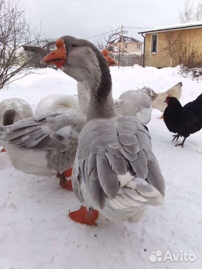 Гуси холмагоры инкуб. Яйцо