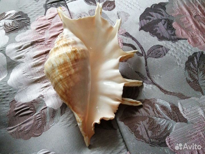 Ракушка из Египта