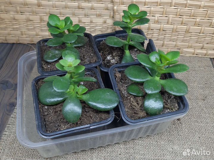 Крассула коралл, хоббит и овата