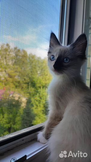 Котенок редкой породы Рэгдолл