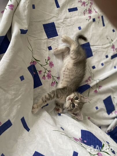 Серый котенок