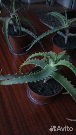 Алоэ-столетник - лекарство от 100 болезней