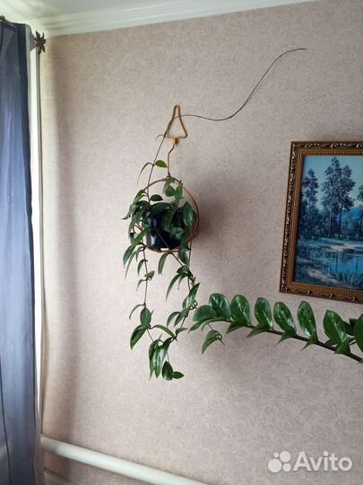 Хойя взрослая