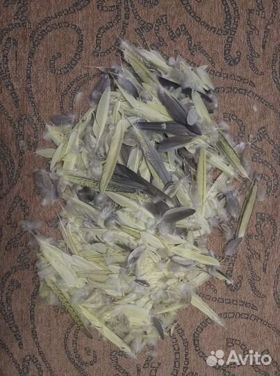 Перья попугаев корелла