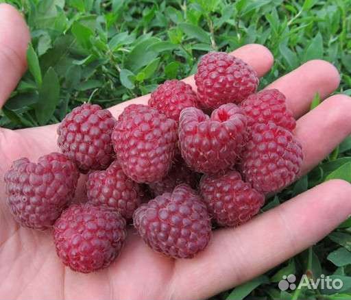 Вкусная малина самосбор