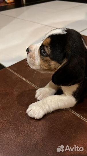 Бигль щенок