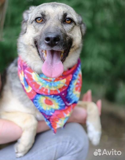 Октавия,скромная ищет дом