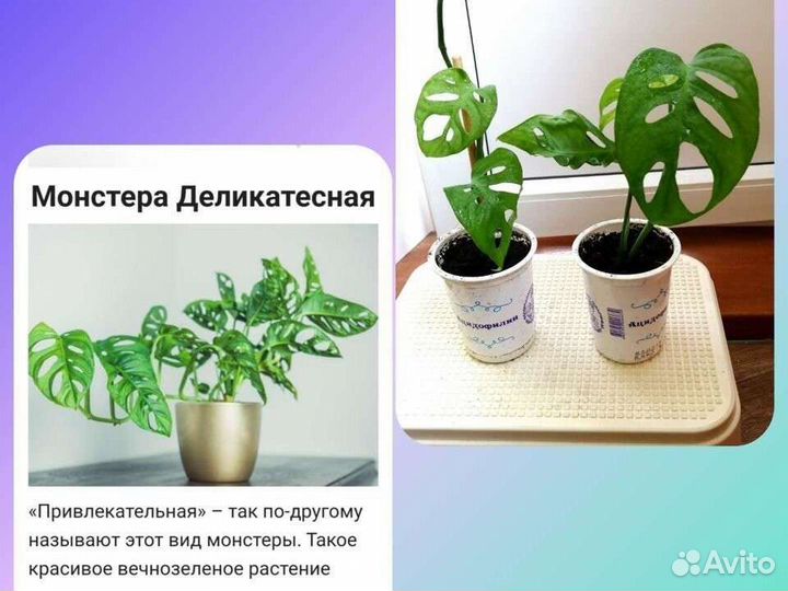 Минимонстерка