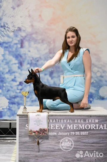 Щенки цвергпинчера питомник Тень Луны