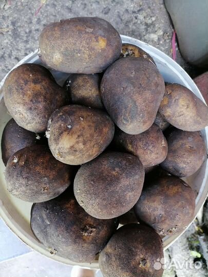 Продам картофель