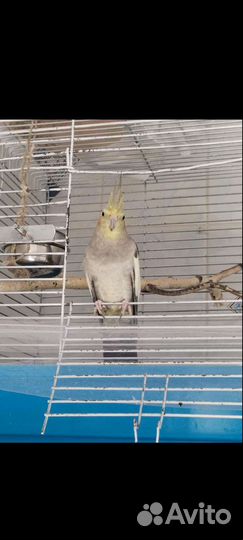 Попугай корелла с клеткой