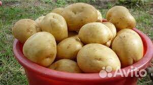 Картофель едовой жёлтый