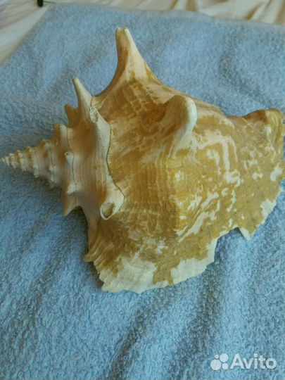 Ракушка (Куба 77г.)