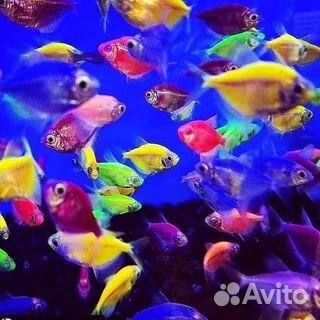 Аквариумные рыбки. Не магазин