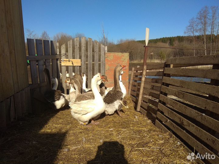 Гуси живым весом