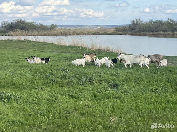 Баран козлята