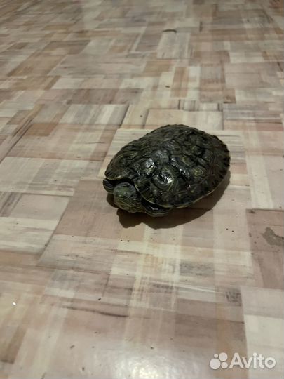 Черепаха бесплатно