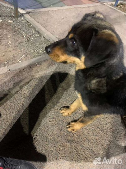 В добрые руки