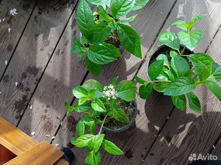 Розы, рассада однолетних цветов