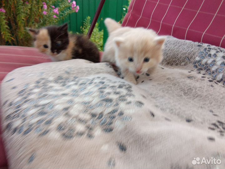 Котята в добрые руки
