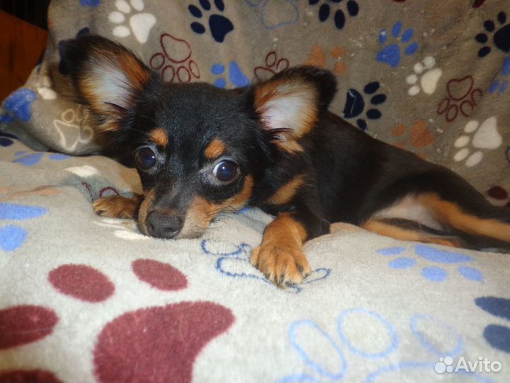 Щенки с родословной